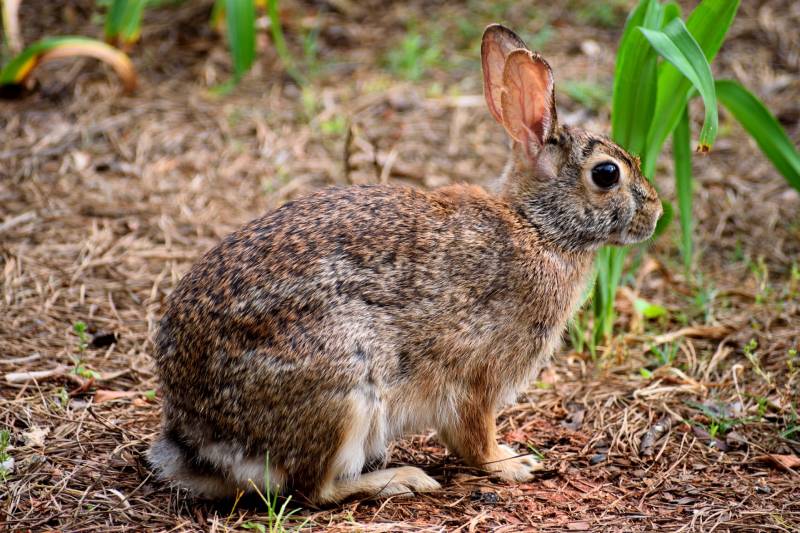 Do Rabbits Hibernate?